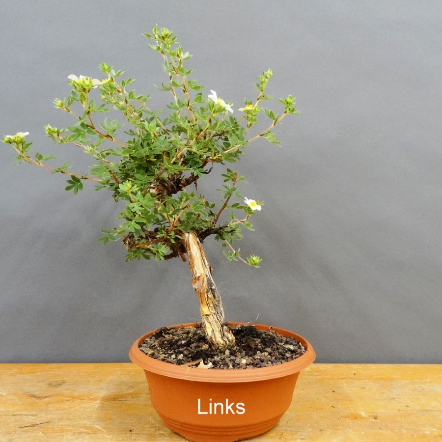 Potentilla, Fingerstrauch, Bonsai